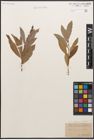 Foto von Salix caprea L. x Salix purpurea L.